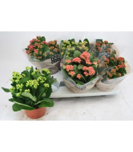 Kalanchoe Ø 15 mix 5 coul