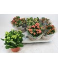 Kalanchoe Ø 15 mix 5 coul