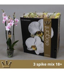 Phalaenopsis mix coul Ø12 h 60 3b