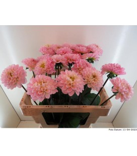 Dahlia Ball Wizz of oz 55 cm