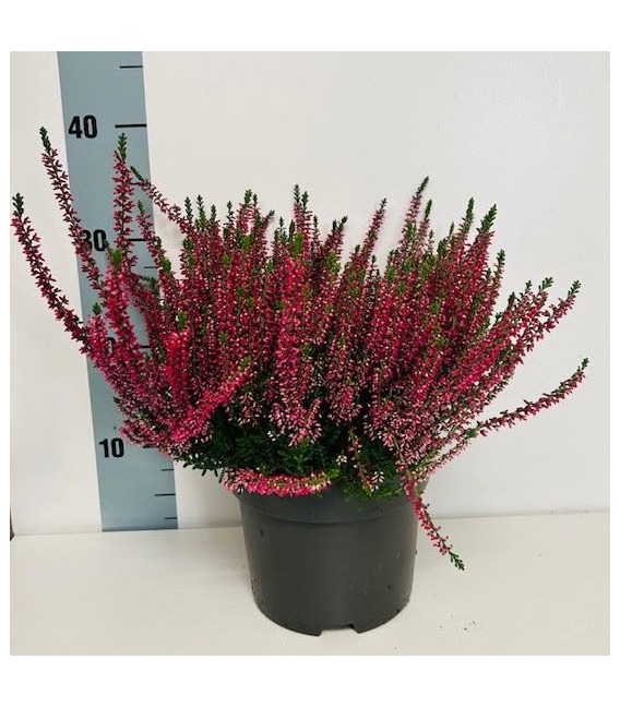 Calluna Rouge Ø 17