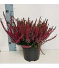 Calluna Rouge Ø 17