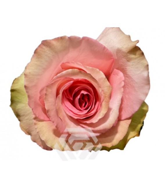 Rose Equat Flirty 50 cm x 25