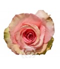 Rose Equat Flirty 50 cm x 25