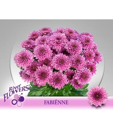 Chrysantheme Fabienne 70 cm