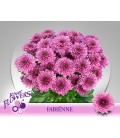 Chrysantheme Fabienne 70 cm