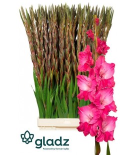 Glaieul Fairyta Pink 120 cm