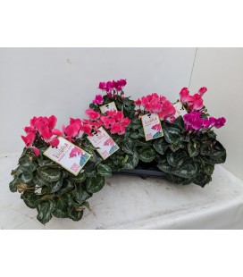 Cyclamen Indiaka Ø13 FR