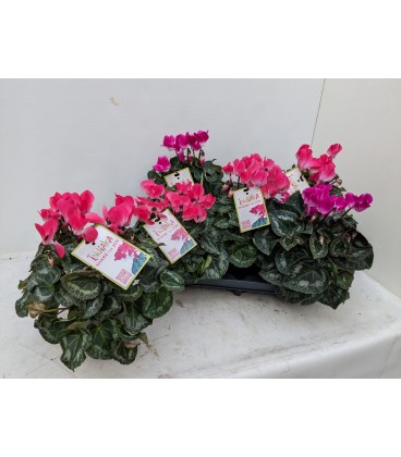 Cyclamen Indiaka Ø13 FR