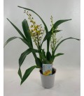 Oncidium pot de 12