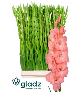 Glaieul Sugar Baby 120 cm