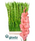 Glaieul Sugar Baby