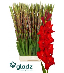 Glaieul Red Ballance