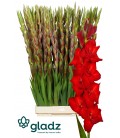 Glaieul Red Ballance