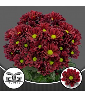 Chrysantheme T Mexicano 70 cm