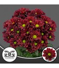 Chrysantheme T Mexicano 70 cm
