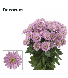 Chrysantheme Optimist