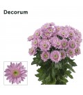 Chrysantheme Optimist