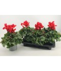 Cyclamen Mammoth Ø 17