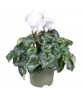 Cyclamen Mammoth Ø 17