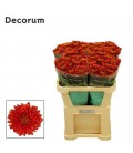 Chrysantheme G tusca 70 cm