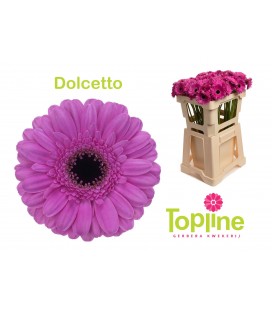 Germini Dolcetto