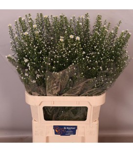 Aster Monté Casino 90 cm