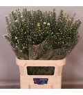 Aster Monté Casino 90 cm