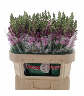 Muflier Mary Lavender 80 cm