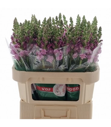 Muflier Mary Lavender