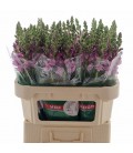 Muflier Mary Lavender