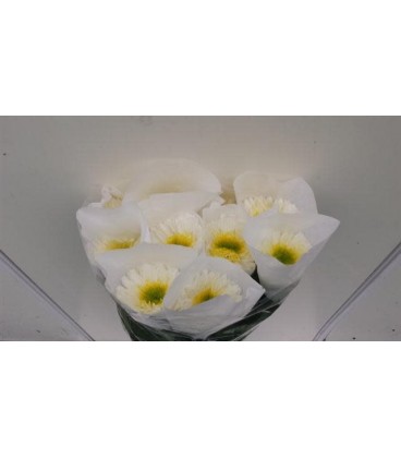Chrysantheme Inga 