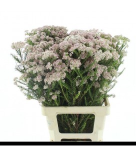 Ozothamus Pink Panther 50 cm