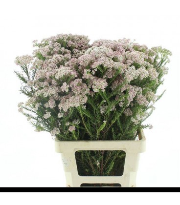 Ozothamus Pink Panther 70 cm