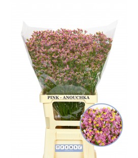 Limonium Sin Anouchka 70 cm