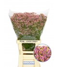 Limonium Sin Anouchka 70 cm