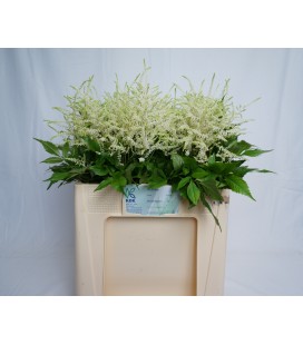 Astilbe Whasingthon 60 cm