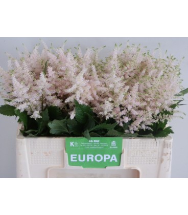 Astilbe ja Europa 50 cm