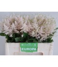 Astilbe ja Europa 55 cm