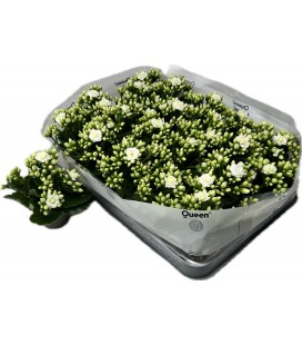 Kalanchoe Greta Ø 06