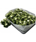 Kalanchoe Greta Ø 06