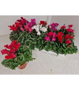 Cyclamen merengue pot de 11