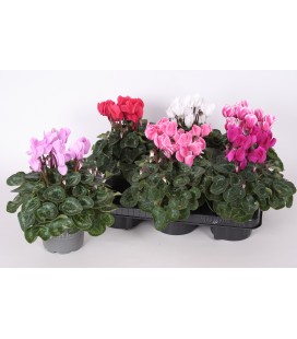 Cyclamen mini sup allure Ø 12