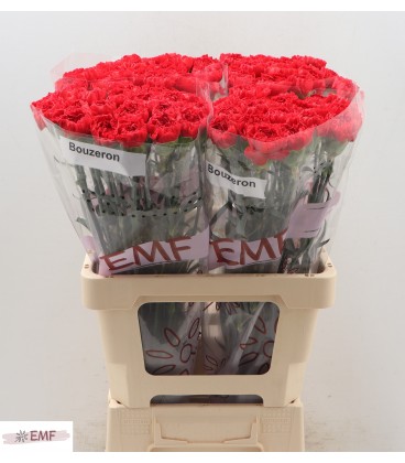 Oeillet Bouzeron 65 cm x 20