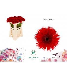 Germini Vulcano