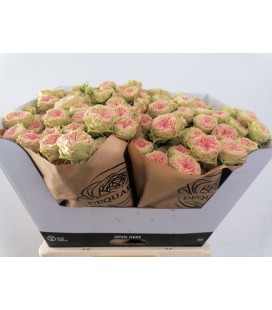 Rose Branchue Grandma f Daisy 60 cm