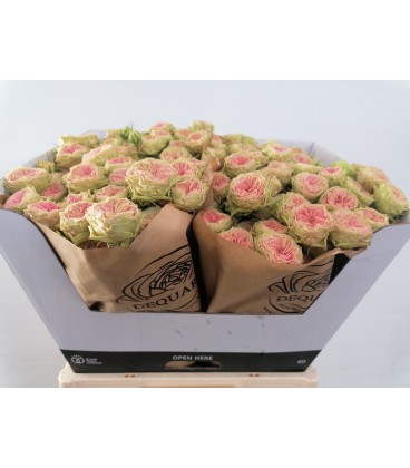 Rose Branchue Grandma f Daisy 60 cm