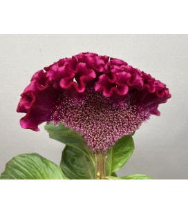 Celosie Indian Sumburg 75 cm