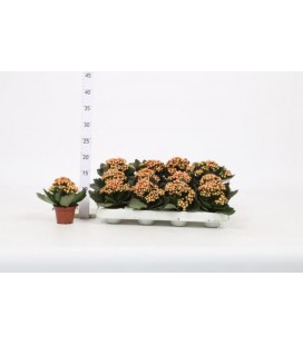 Kalanchoe Perfect Orange Ø 10.5