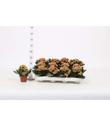 Kalanchoe Perfect Orange Ø 10.5